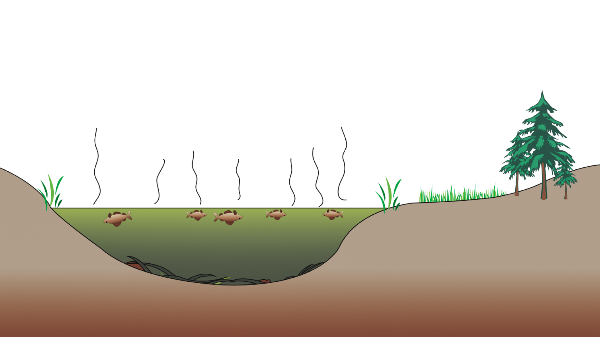 Day 13 – How Can Changes in a Food Chain Affect an Ecosystem ... Biology Diagrams